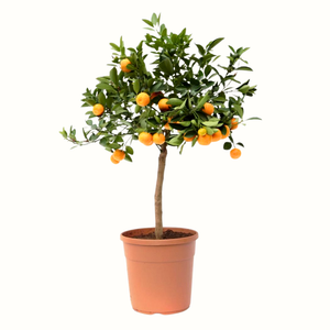 Calamondin - Citrus Calamondin