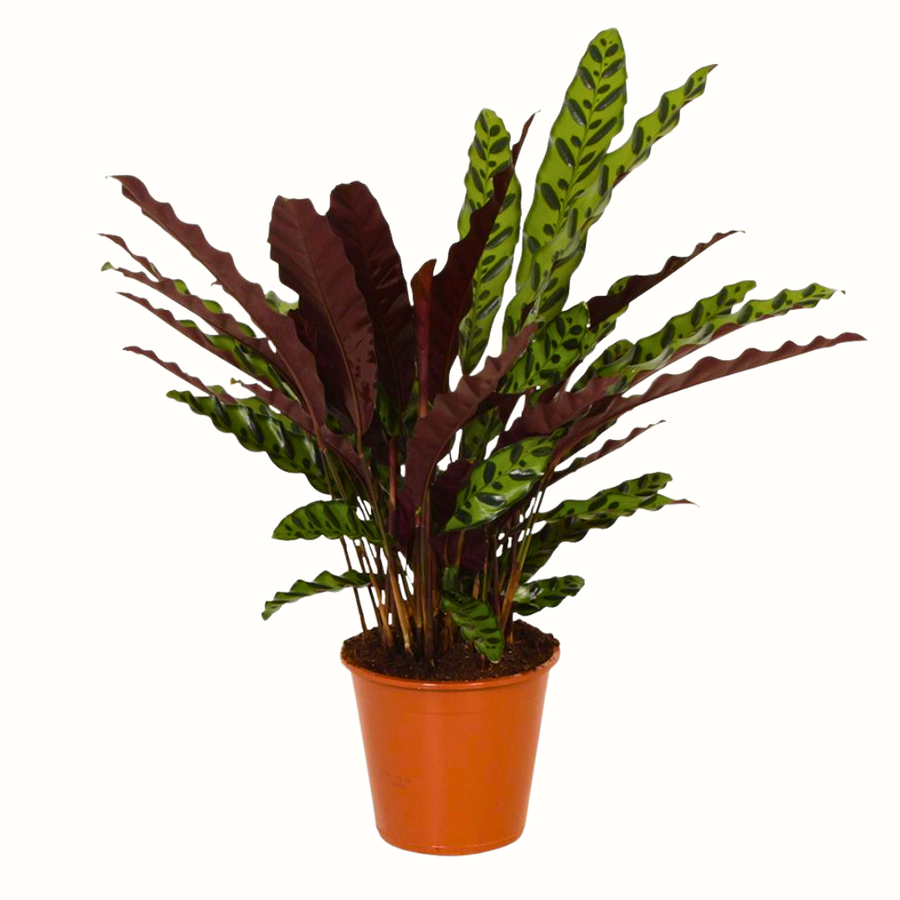 Calathea insigne