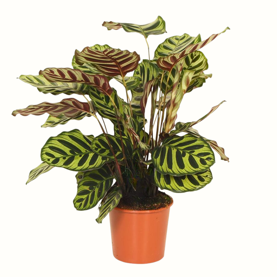 Alocasia Pink Dragon