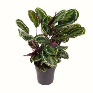 Calathea medallion
