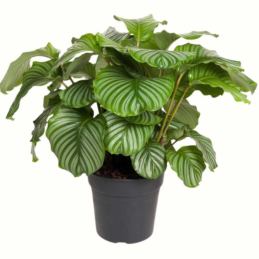 Calathea Orbifolia