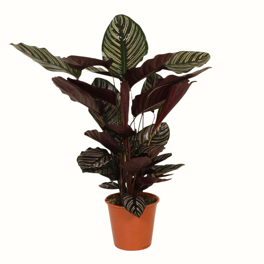 Calathea ornata