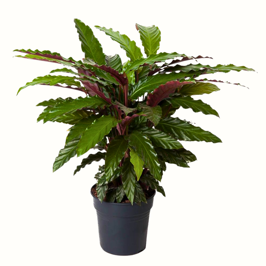 Calathea wavestar