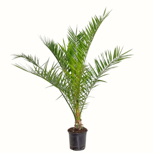 Dattier des canaries - Phoenix Canariensis