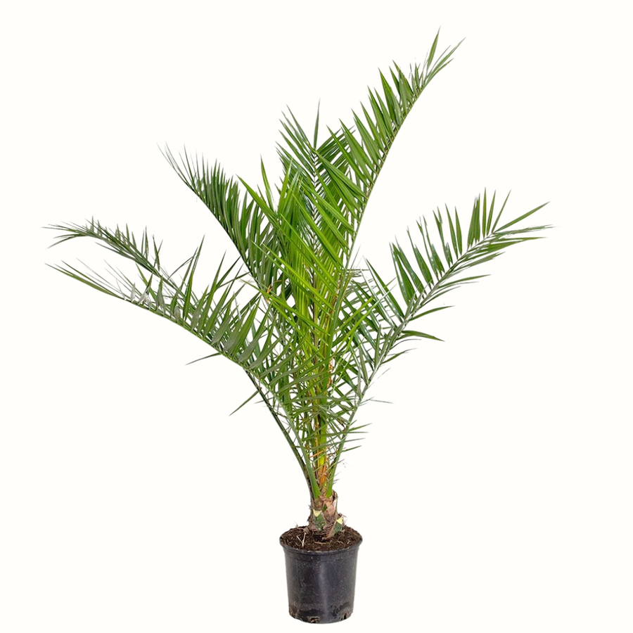 Dattier des canaries - Phoenix Canariensis