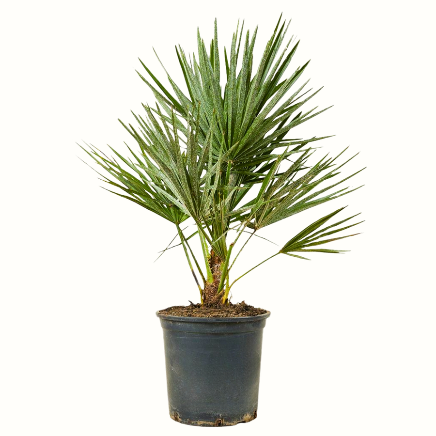 Palmier nain - Chamaerops Humilis