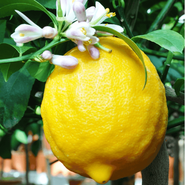 Citronnier jaune - Citrus Lemon - Bourgeon - Petit - 60cm - Vert