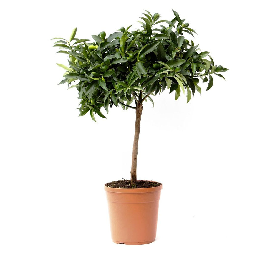Kumquat - Citrus Kumquat