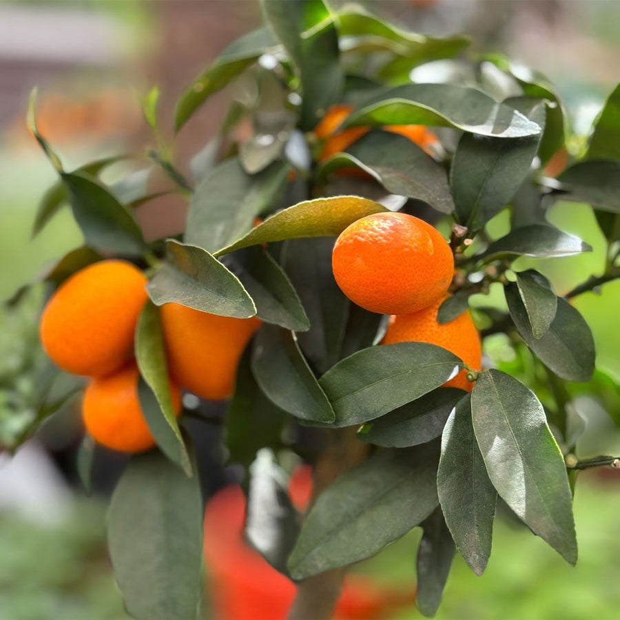 Kumquat - Citrus Kumquat