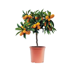 Kumquat - Citrus Kumquat