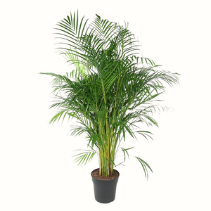 Palmier Areca - Dypsis Lutescens
