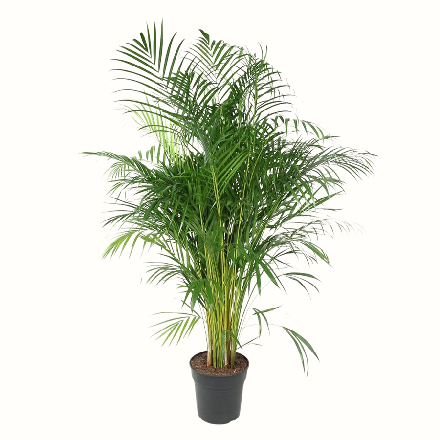 Palmier Areca - Dypsis Lutescens