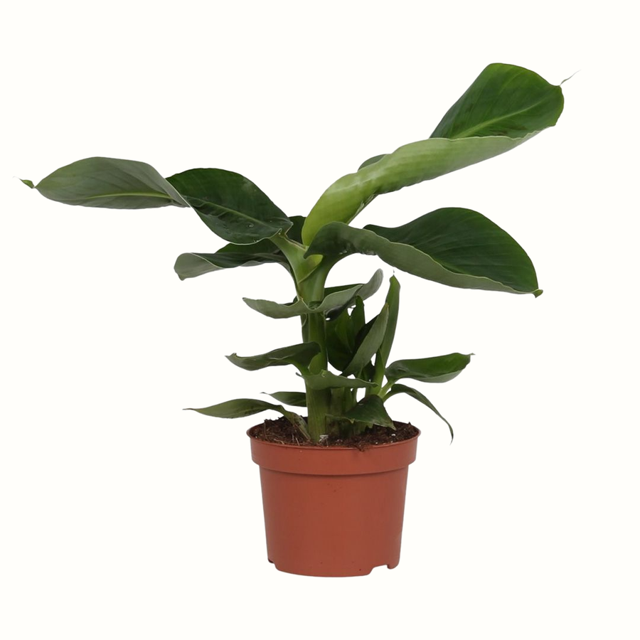 Bananier nain - Musa Dwarf Cavendish