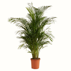 Palmier Areca - Dypsis Lutescens