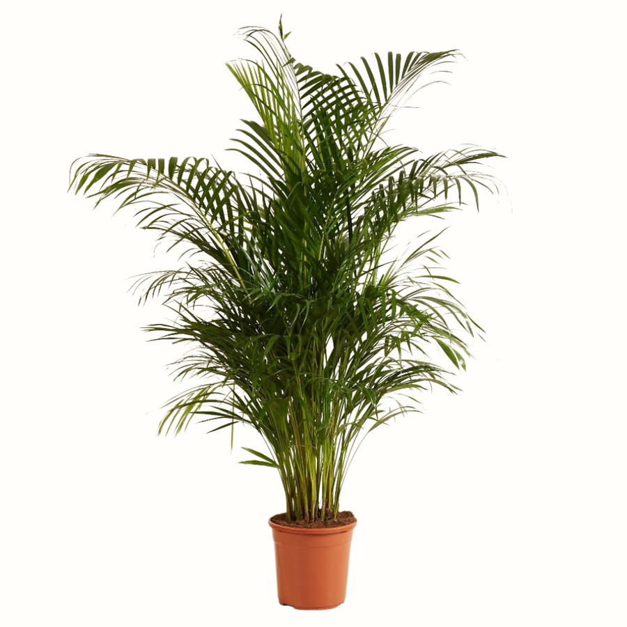 Palmier Areca - Dypsis Lutescens