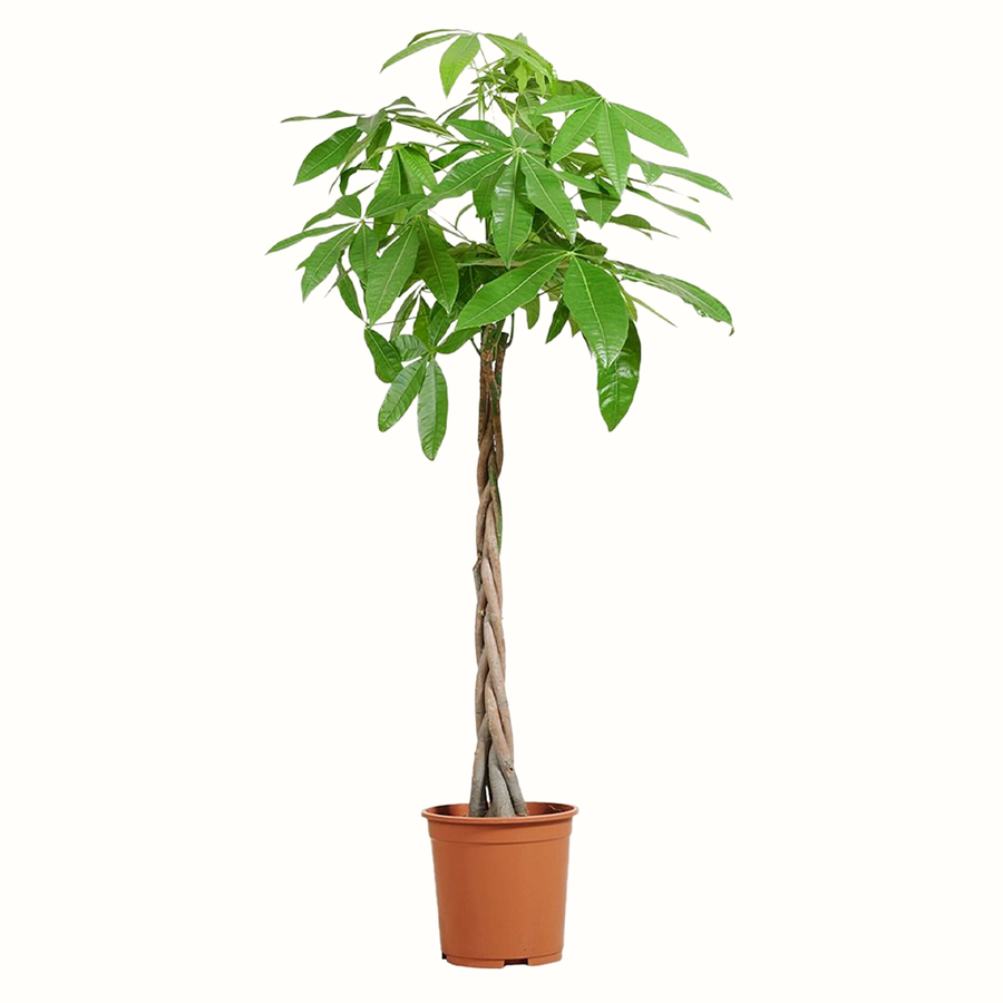 Chataignier de Guyane - Pachira Aquatica