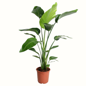 Oiseau du Paradis - Strelitzia Nicolai