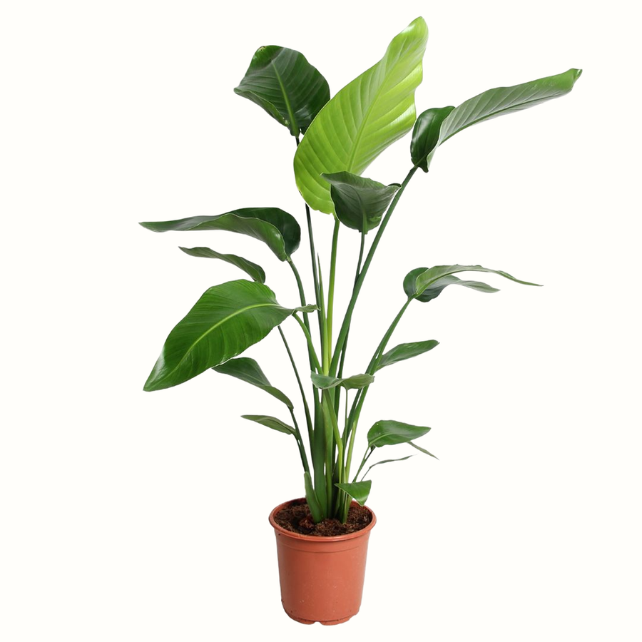 Oiseau du Paradis - Strelitzia Nicolai