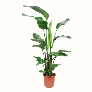 Oiseau du Paradis - Strelitzia Nicolai