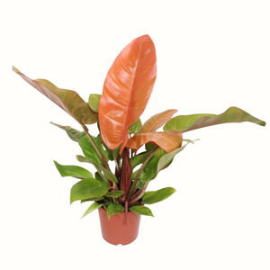 Philodendron Prince of Orange