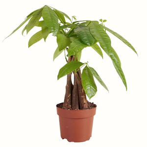Chataignier de Guyane - Pachira Aquatica