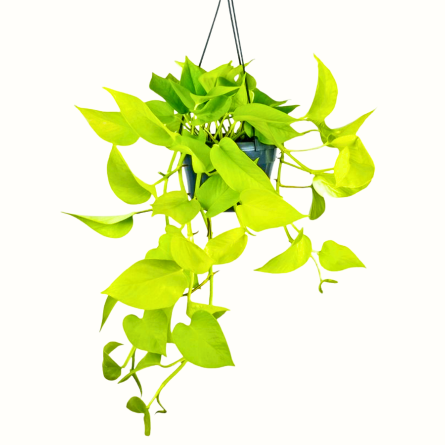 Epipremnum Golden Pothos