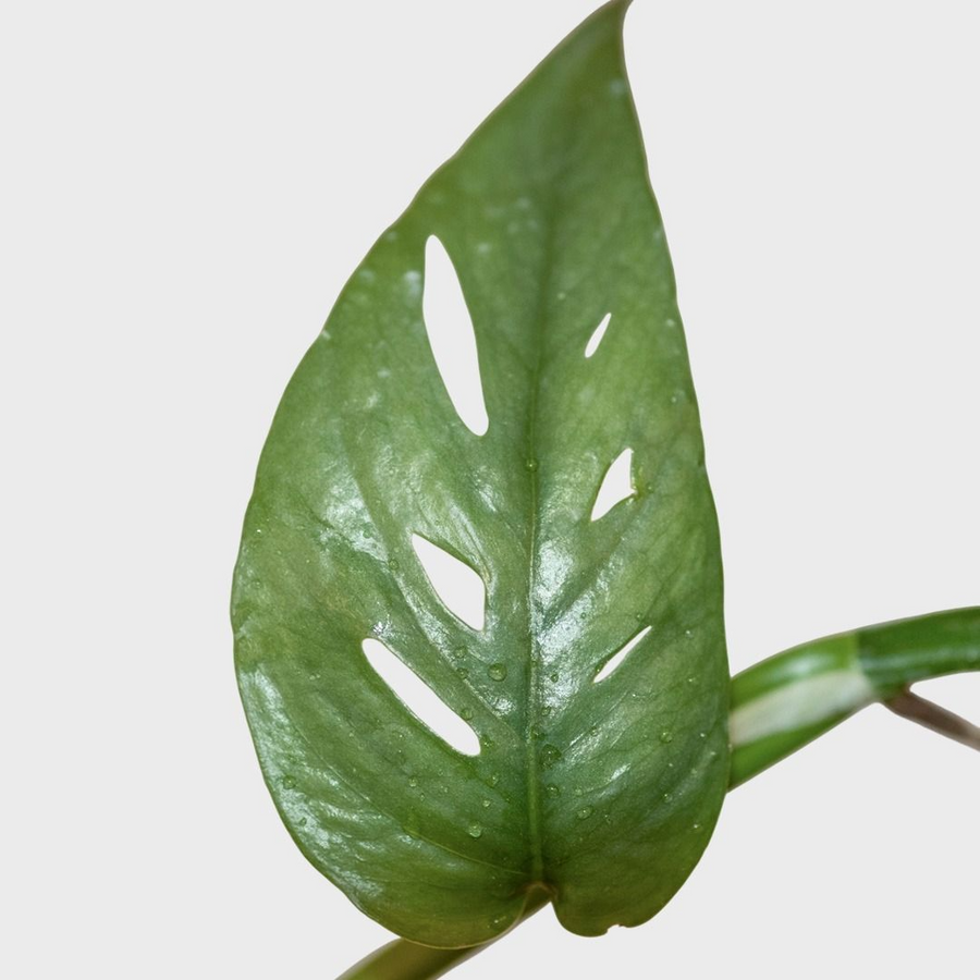 Epipremnum Cebu Blue