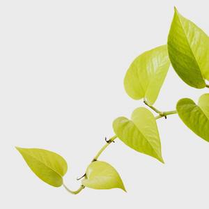 Epipremnum Golden Pothos