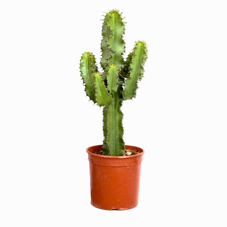 Cactus Euphorbia erytrea