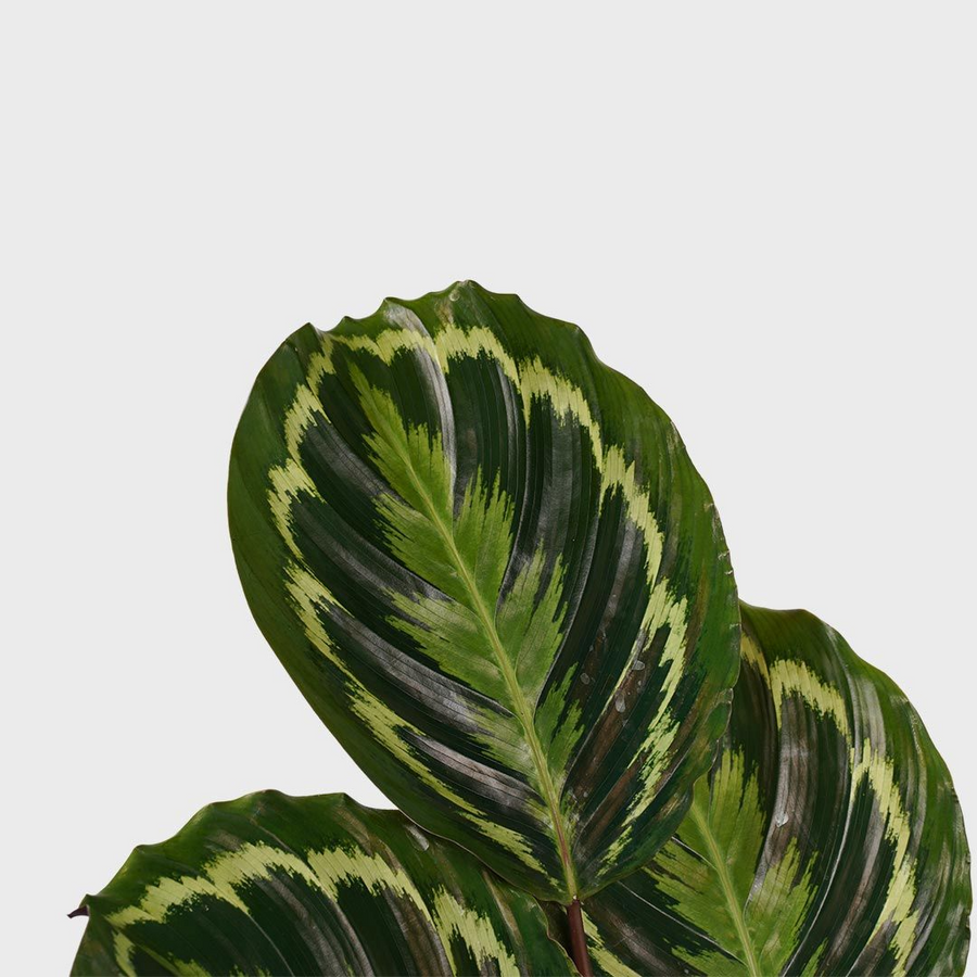 Calathea medallion
