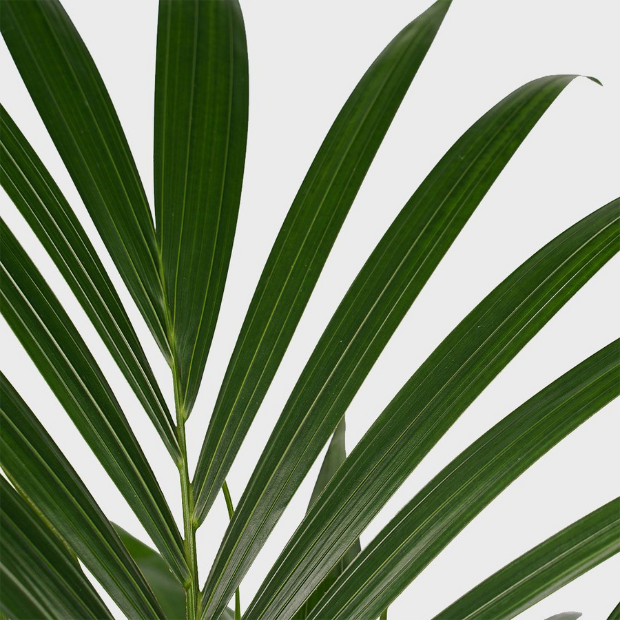 Palmier Kentia - Howea Forsteriana