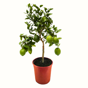 Citronnier vert - Citrus Lime