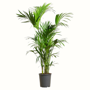 Palmier Kentia - Howea Forsteriana