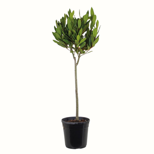 Laurier sauce - Laurus Nobilis