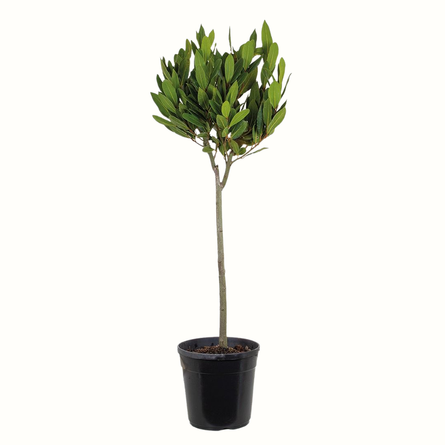 Laurier sauce - Laurus Nobilis