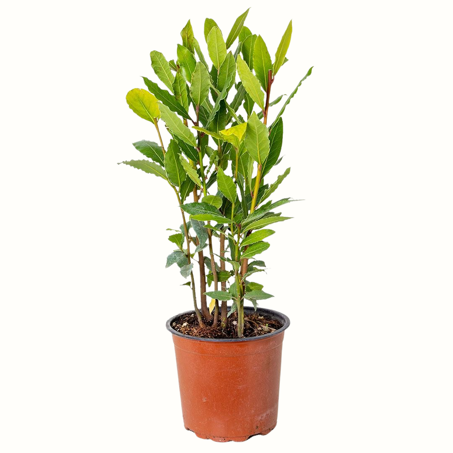 Laurier sauce - Laurus Nobilis