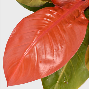 Philodendron Prince of Orange