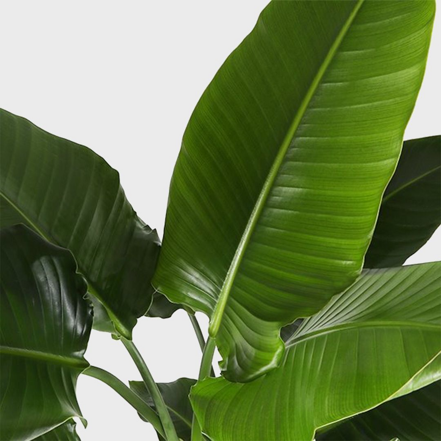 Oiseau du Paradis - Strelitzia Nicolai