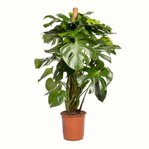 Monstera Deliciosa