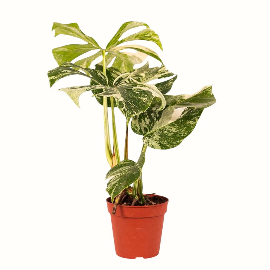 Monstera Deliciosa Variegata