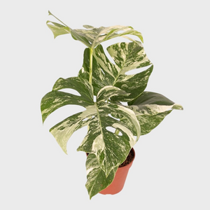 Monstera Deliciosa Variegata
