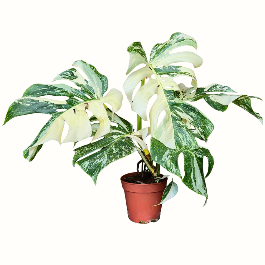 Monstera Deliciosa Variegata Super White