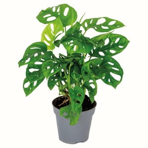Monstera Adansonii "Monkey Mask"