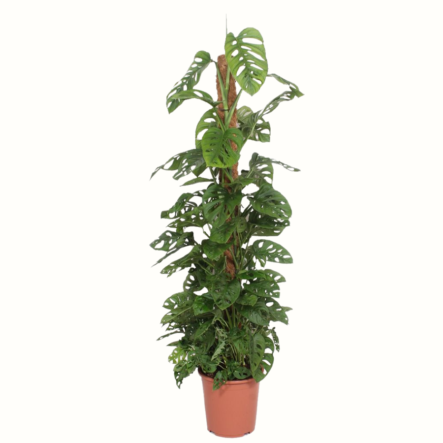 Monstera Adansonii "Monkey Mask"