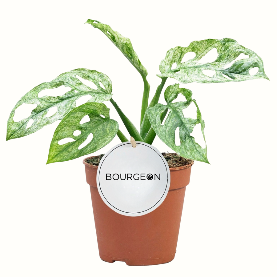 Monstera Adansonii Mint