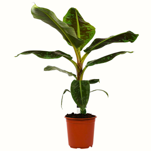 Bananier nain - Musa Dwarf Cavendish