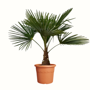 Palmier de Chine - Trachycarpus fortunei