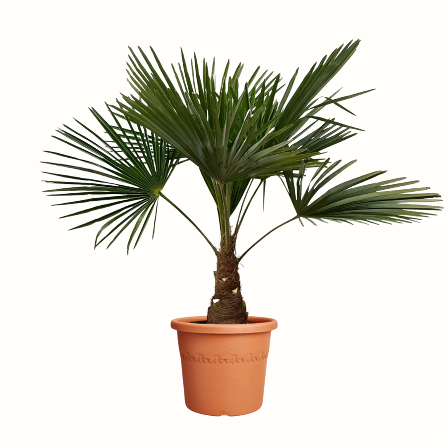 Palmier de Chine - Trachycarpus fortunei