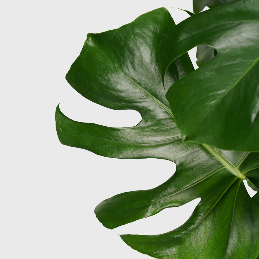 Monstera Deliciosa