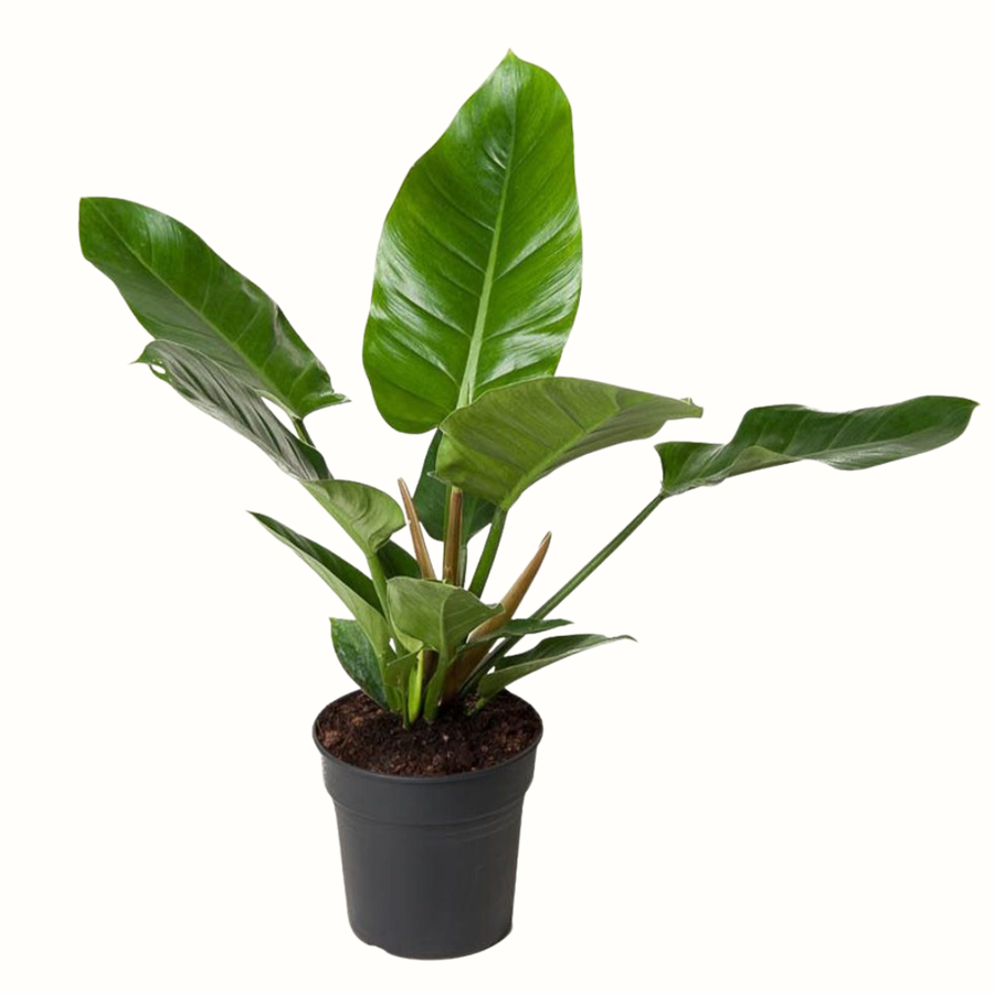 Philodendron Imperial Green